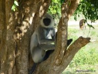srilanka-experience.de