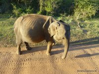 srilanka-experience.de