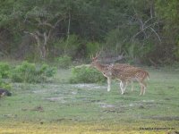 srilanka-experience.de
