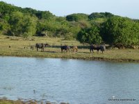 srilanka-experience.de