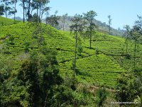 srilanka-experience.de