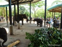 srilanka-experience.de