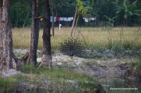 srilanka-experience.de