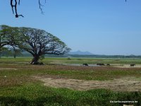 srilanka-experience.de